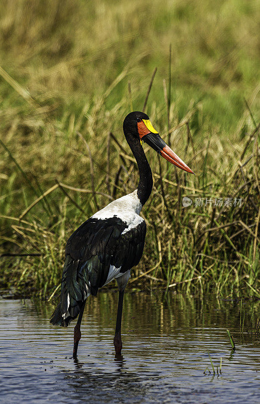 鞍嘴鹳或鞍嘴鸟，senhippiorhynchus, Savute Area，丘比国家公园，博茨瓦纳，ciiconiiformes, ciiconiidae。男性。